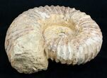 Inch Mantelliceras Ammonite - Madagascar #3315-2